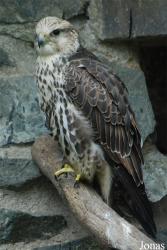 Zoologická zahrada města Brna