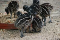 Zoologická zahrada města Brna