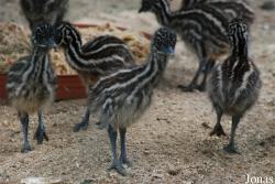 Zoologická zahrada města Brna