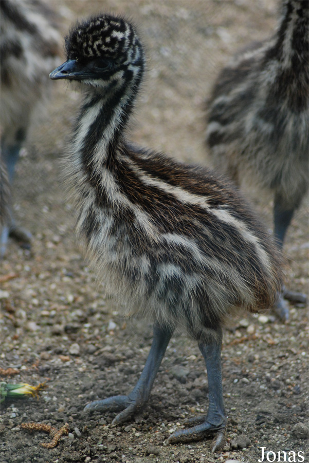 Zoologická zahrada města Brna
