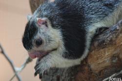 Zoologická zahrada města Brna