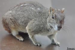 Caviinae