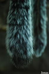 Zoologická zahrada města Brna