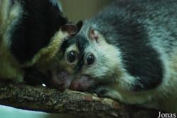 Zoologická zahrada města Brna