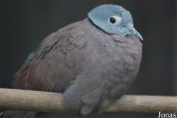Streptopelia tranquebarica