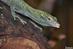 Varanus kordensis