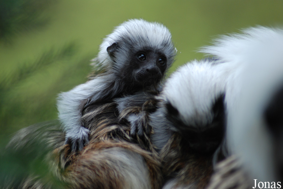 Zoo Jihlava