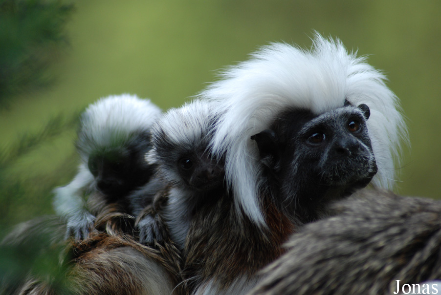Zoo Jihlava