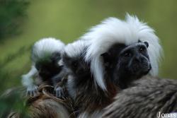 Zoo Jihlava