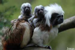 Zoo Jihlava