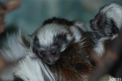 Zoo Jihlava