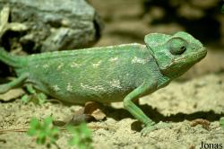 Chamaeleonidae