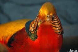 Chrysolophus pictus