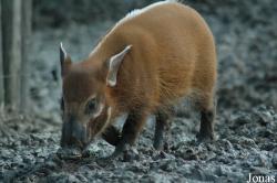 GaiaPark Kerkrade Zoo