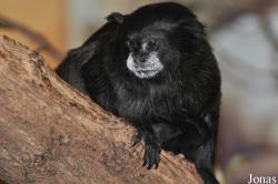 Saguinus graellsi