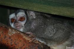 Aotus griseimembra