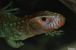 Zoo Praha