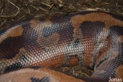 Python brongersmai