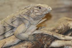 Zoo Praha