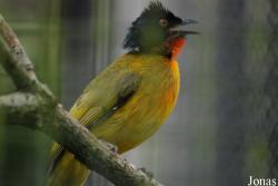 Rubigula dispar