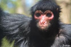 Ateles paniscus