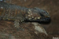 Zoo Praha
