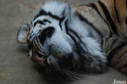 Zoo Praha