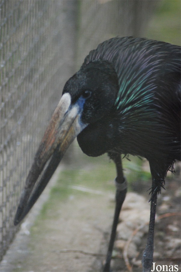 Zoo Praha