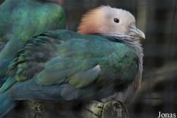 Zoo Praha