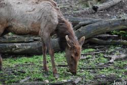 Cervus canadensis manitobensis