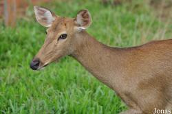 Rucervus eldii siamensis