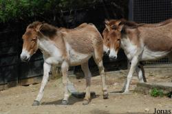 Zoo Praha