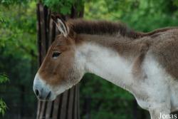 Zoo Praha