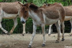 Zoo Praha