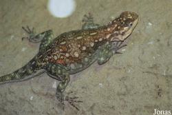 Agama agama
