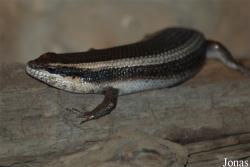 Mabuya striata