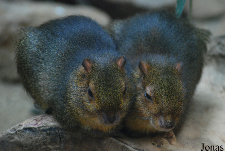 Zoo Praha