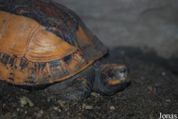 Notochelys platynota