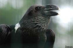 Corvus albicollis