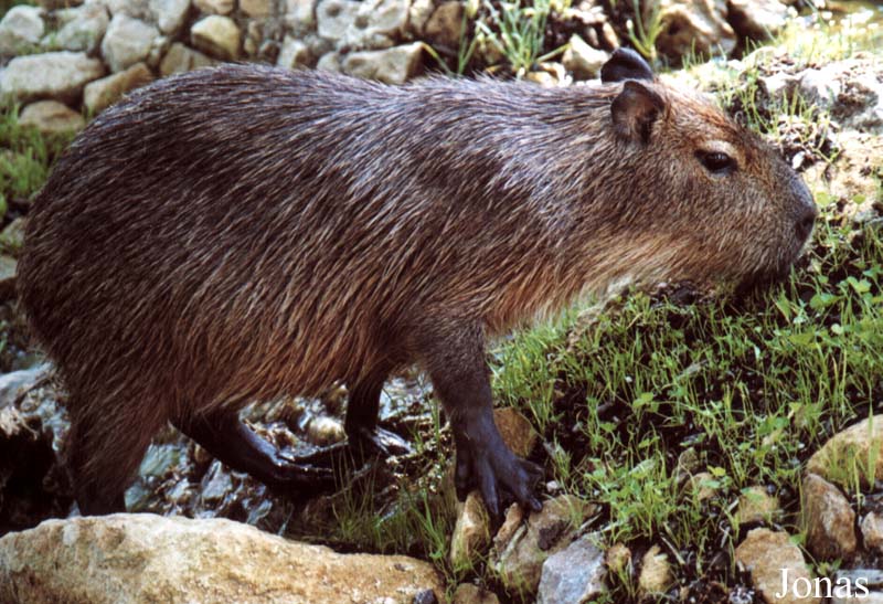 Zoo d'Amnéville
