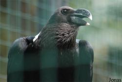 Zoo Praha
