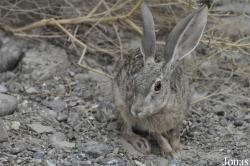 Lagomorpha