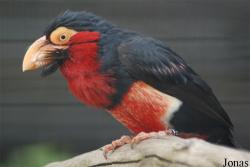 Lybius dubius