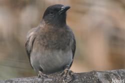 Pycnonotus barbatus