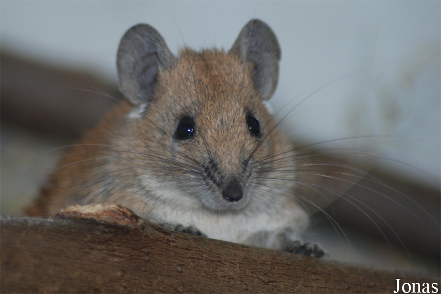 Zoologická a botanická zahrada města Plzně