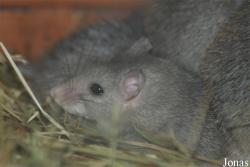 Zoologická a botanická zahrada města Plzně