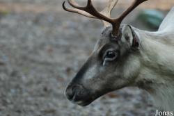 Rangifer tarandus