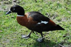 Zoologická a botanická zahrada města Plzně