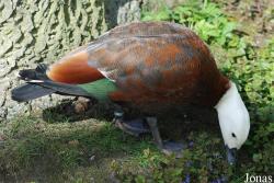Zoologická a botanická zahrada města Plzně
