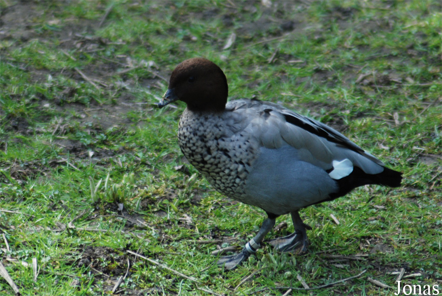 Zoologická a botanická zahrada města Plzně